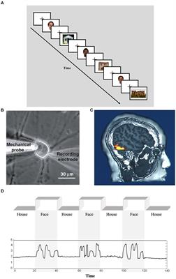 Investigating the concept of representation in the neural and psychological sciences